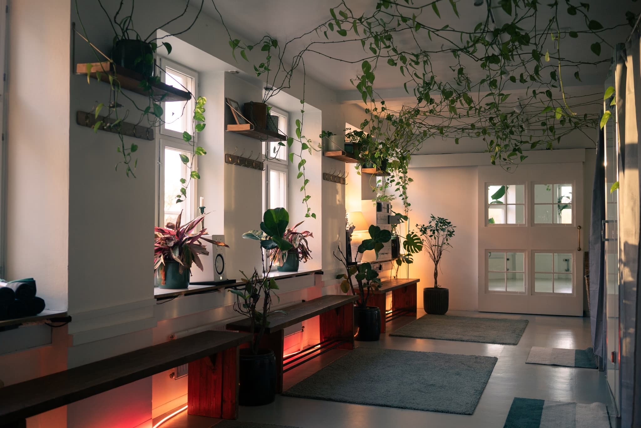 The room at Torvegade 66, with plants and benches by the entrance